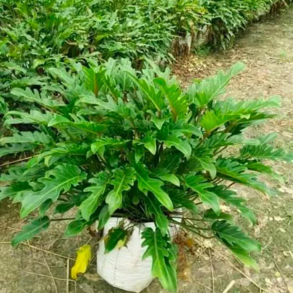 Buy Junadu Plants Online At Wholesale Price