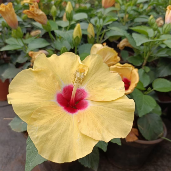 Buy Hibiscus Plants Online At Wholesale Price