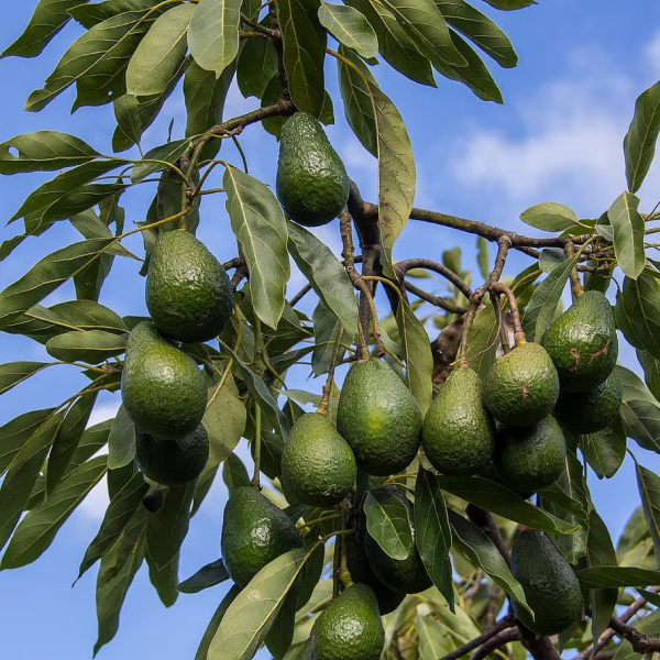 Buy Avocado Plants Online At Wholesale Price