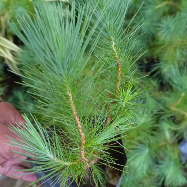 Buy Pinus Plants Online At Wholesale Price