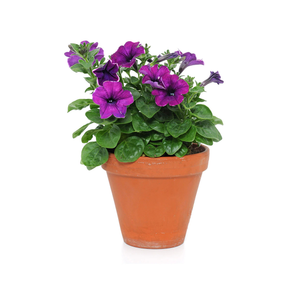Petunia Flowering Plant