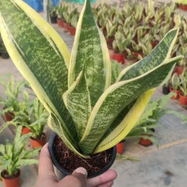Buy Spider Golden Plants Online At Wholesale Price
