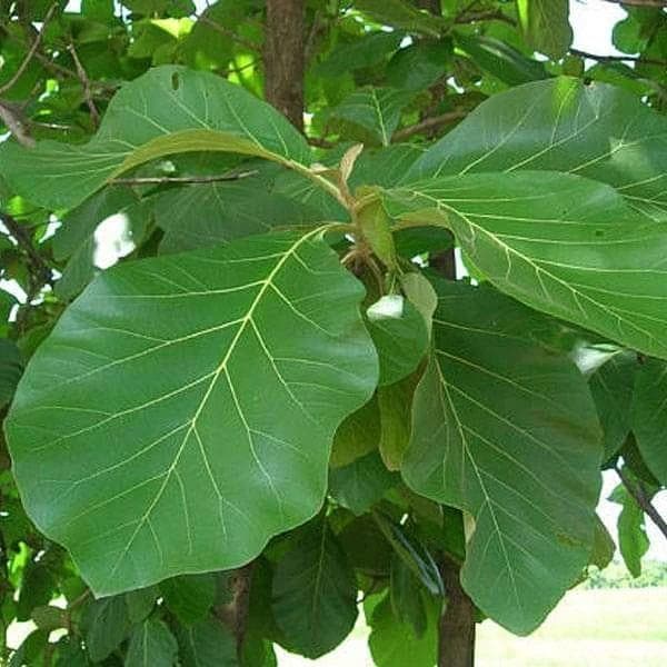 Teakwood Plants