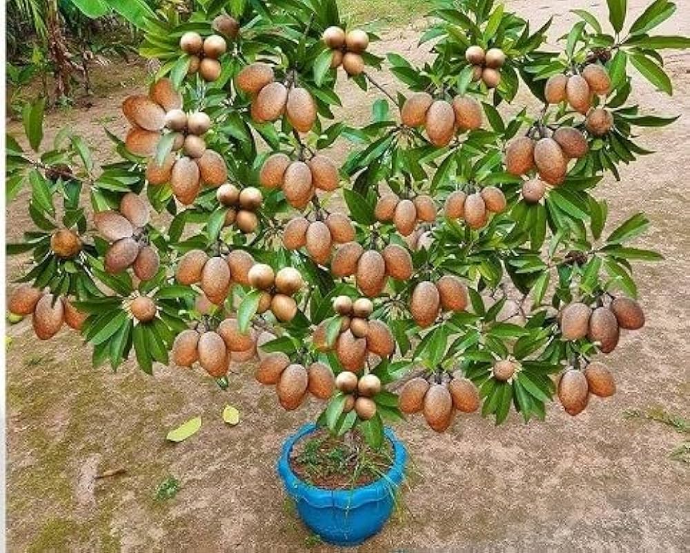 Chiku Plants