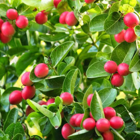 Karounda Plants