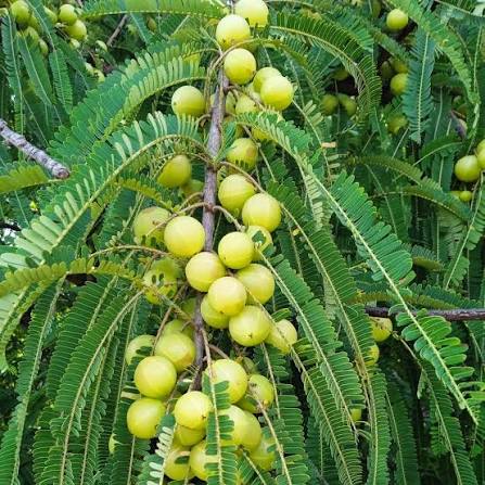 Amla Plants