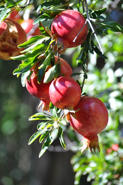 Pomegranate Plants