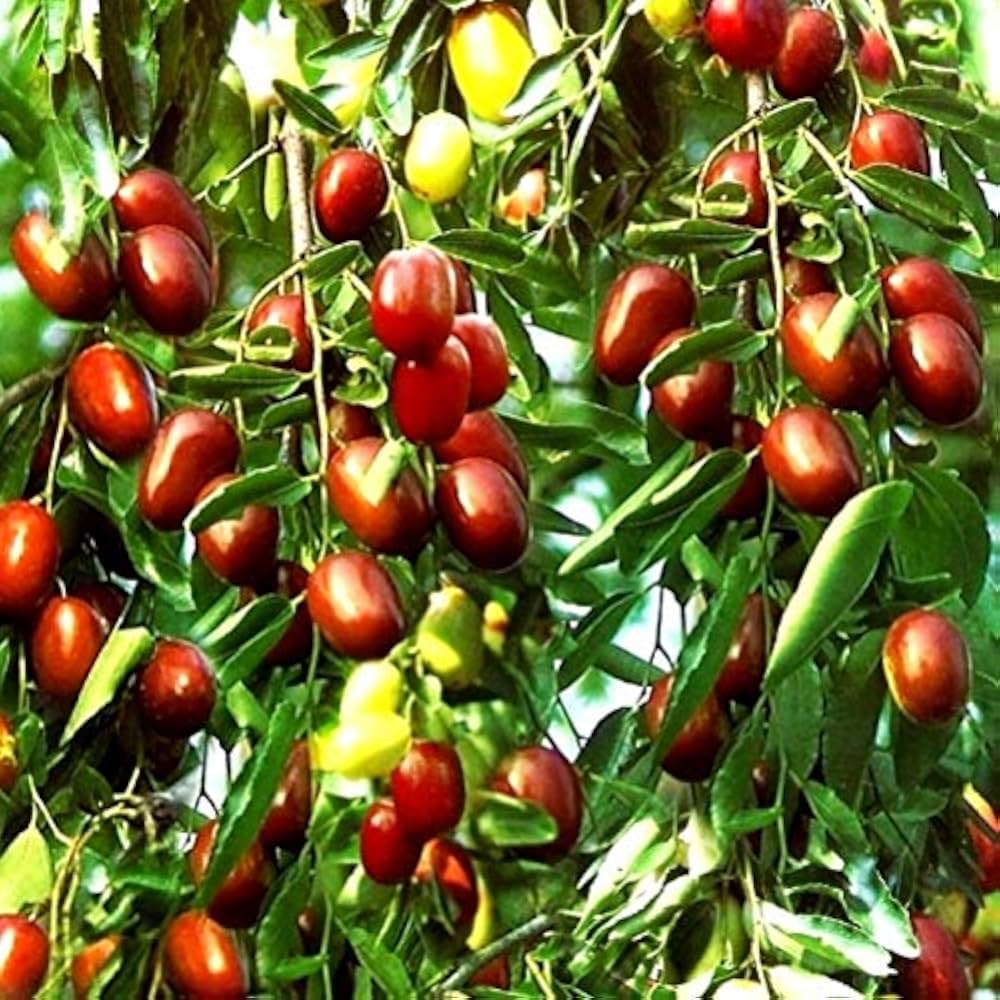 Jujube Plants (Berry)
