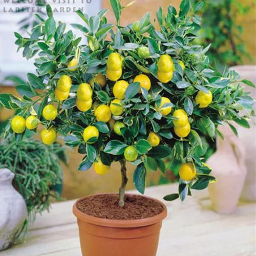 Lemon Plants