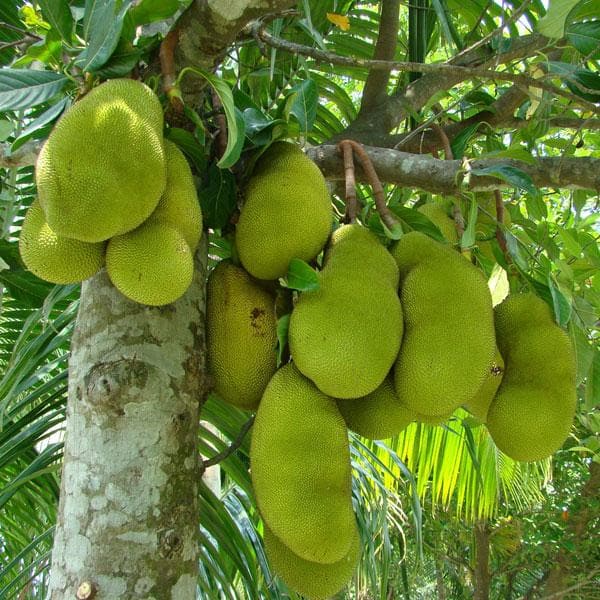 Jackfruit Plants