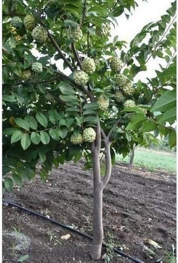 Custard Apple Plants