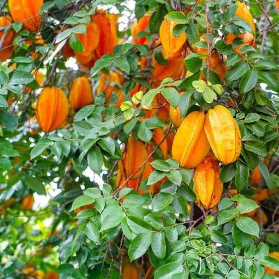 Thai Star Fruit Plants