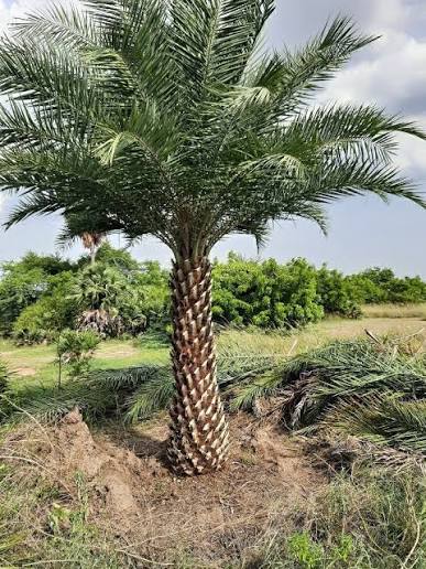Khazoor Plants