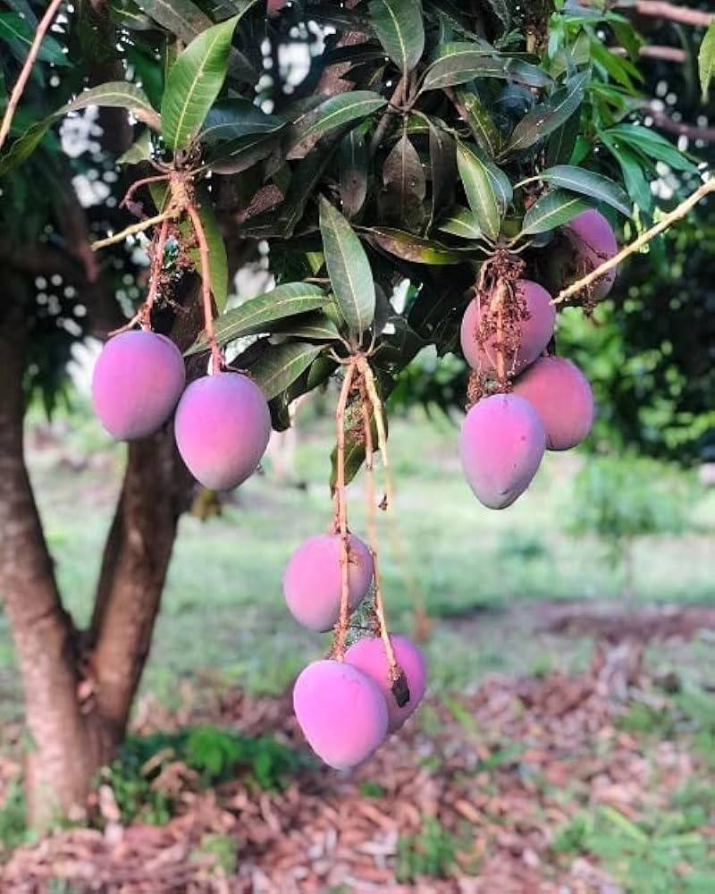 Thailand Mango Plants