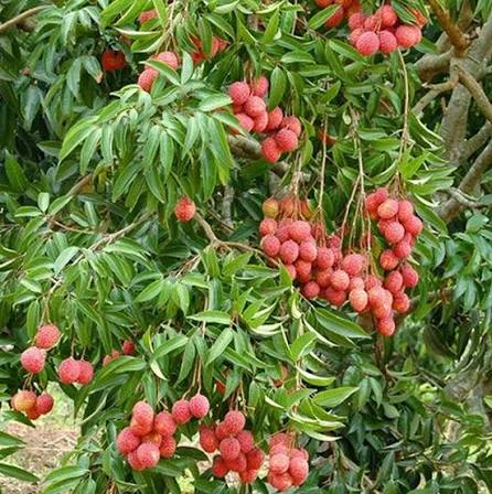LITCHI FRUIT
