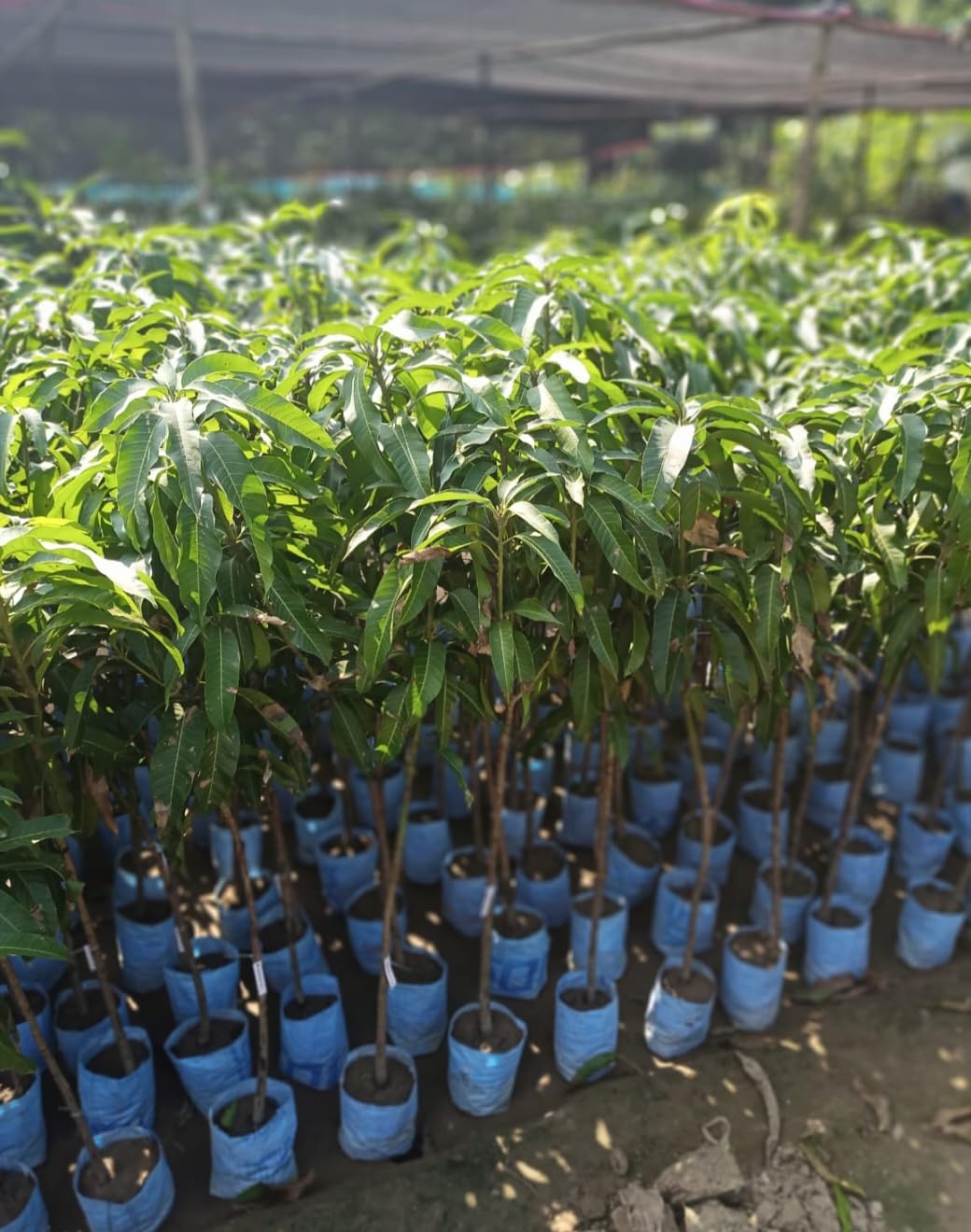 Mango Plants - Malihabad Special