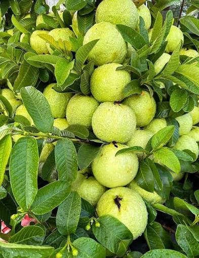 GUAVA FRUIT PLANT