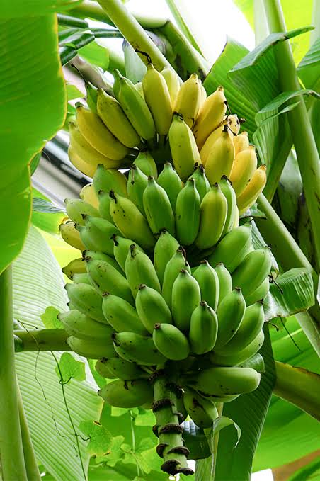 BANANA FRUIT PLANT